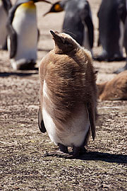 Picture 'Ant1_1_0392 King Penguin, Saunders Island, Falkland Islands, Antarctica and sub-Antarctic islands'